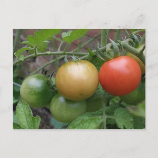 Verkeerslicht Tomaten Briefkaart (Voorkant)