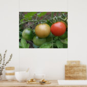 Verkeerslicht Tomaten Poster (Keuken)