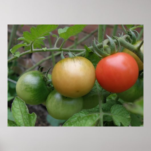 Verkeerslicht Tomaten Poster (Voorkant)