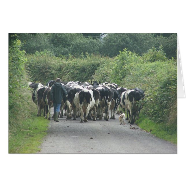 Verkeerspam! (Voorkant Horizontaal)