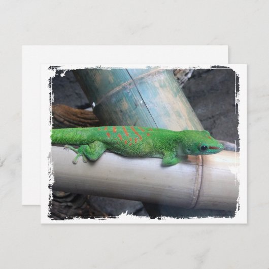 Verklaringen van Madagaskar Giant Day Gecko Aankondiging (Voorkant / Achterkant)