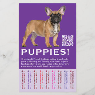 Verkoop Puppies lokale Franse Bulldoggen Flyer