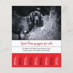 Verkoop Puppy Flyer