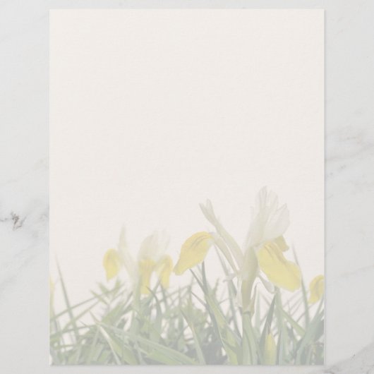 Verkoop van Iris bucharica-plant of fair Flyer (Achterkant)