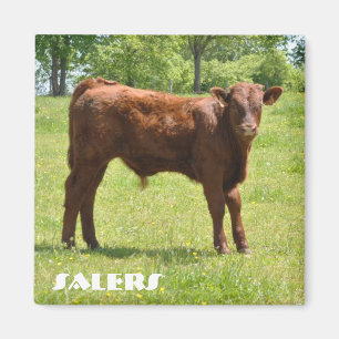 Verkopers kuitmagneet magneet