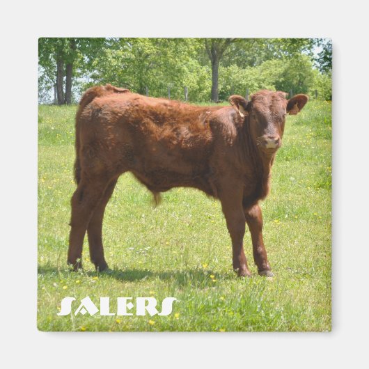 Verkopers kuitmagneet magneet (Voorkant)