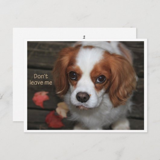 Verlaat    me niet Verlass Mich nicht Briefkaart (Voorkant / Achterkant)