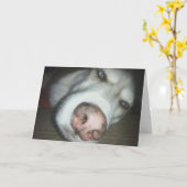 Verlate verjaardag Husky Dog Wenskaart Kaart (Gele Bloem)