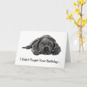 VERLATE VERJAARDAG: NIET VERGETEN: TE LUI, HOND KAART (Gele Bloem)