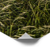 Verlaten oude auto in hoog gras poster (Hoek)