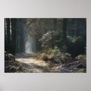 verlaten pad in de bossen poster