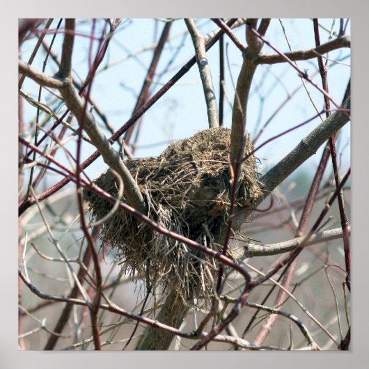 Verlaten vogelnest in het voorjaar poster (Voorkant)