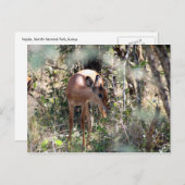 verlegen impala briefkaart (Voorkant / Achterkant)