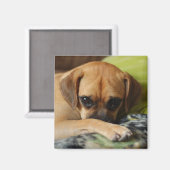 Verlegen puggle magneet (Voorkant / Achterkant)
