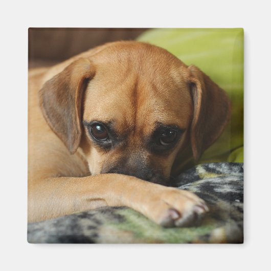 Verlegen puggle magneet (Voorkant)