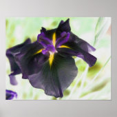 Verlichte Japanse Iris Floral Print (Voorkant)