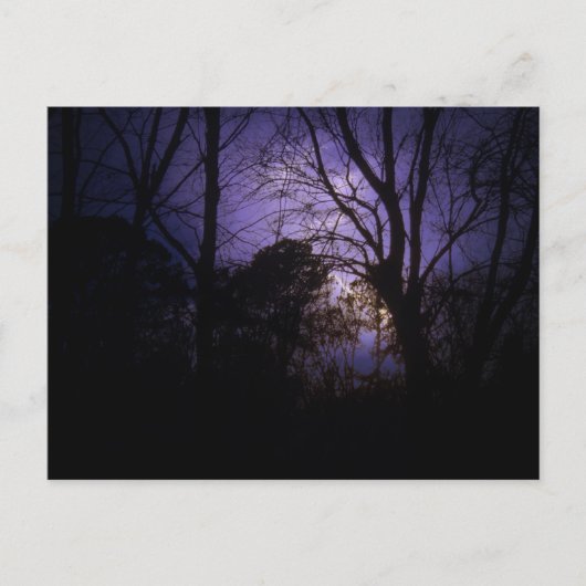 Verlichting in het Briefkaart bomen (Voorkant)