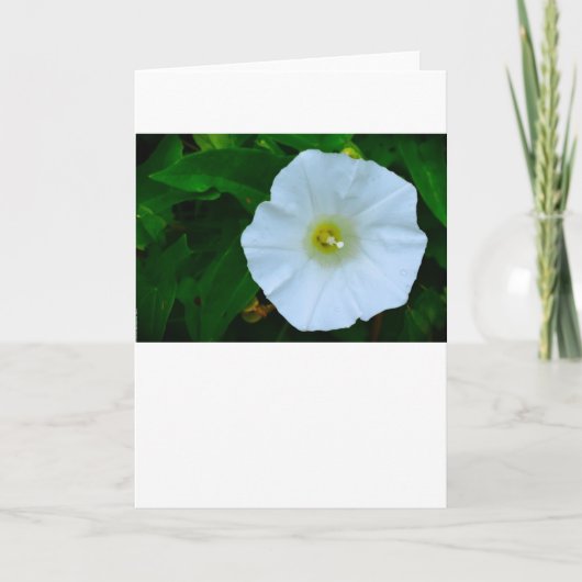 Verlichting van de Natuur, Kaart (Voorkant)