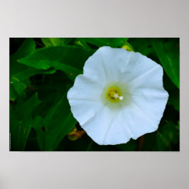 Verlichting van de Natuur Poster