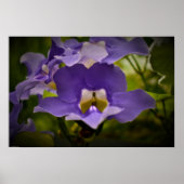 Verlichting van de Natuur Poster (Voorkant)