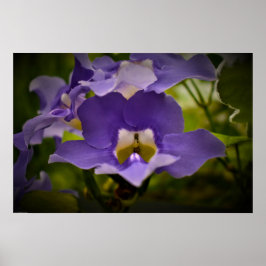 Verlichting van de Natuur Poster