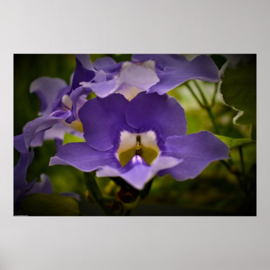 Verlichting van de Natuur Poster (Voorkant)