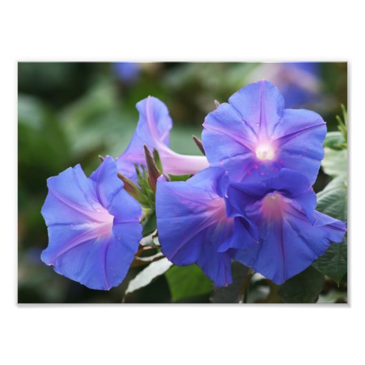 Verlichtingsblauwe blauwe ochtendgloriebloemen foto afdruk (Voorkant)