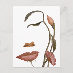 Verlichtingsvlakte Briefkaart