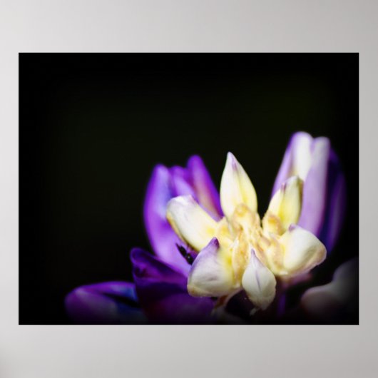 Verliefd op Lupine Poster (Voorkant)