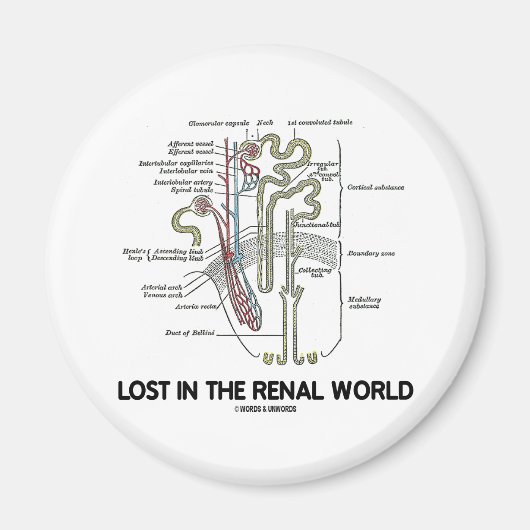Verlies in de renale wereld (nieren nefron) magneet (Voorkant)
