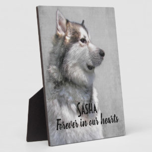 Verlies van een Alaskan Malamute huisdier Fotoplaat