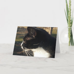 Verlies van een kat kaart