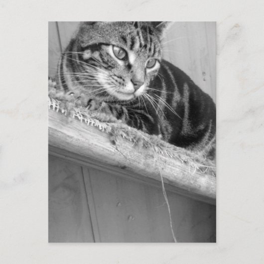 Verloren Briefkaart (Voorkant)