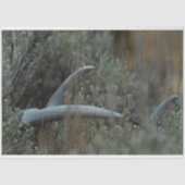 Verloren gewei tissuepapier (Voorkant)