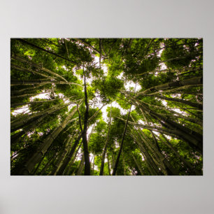 Verloren in de bamboe poster