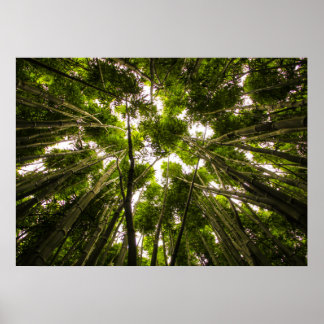 Verloren in de bamboe poster