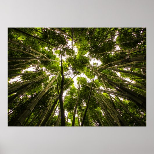 Verloren in de bamboe poster (Voorkant)