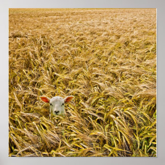 verloren lampje poster