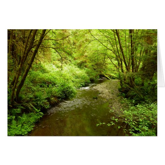 Verloren Man Creek I in Redwood National Park (Voorkant Horizontaal)