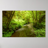 Verloren Man Creek I in Redwood National Park Poster (Voorkant)