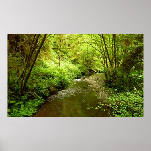 Verloren Man Creek I in Redwood National Park Poster (Voorkant)