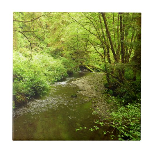 Verloren Man Creek I in Redwood National Park Tegeltje (Voorkant)
