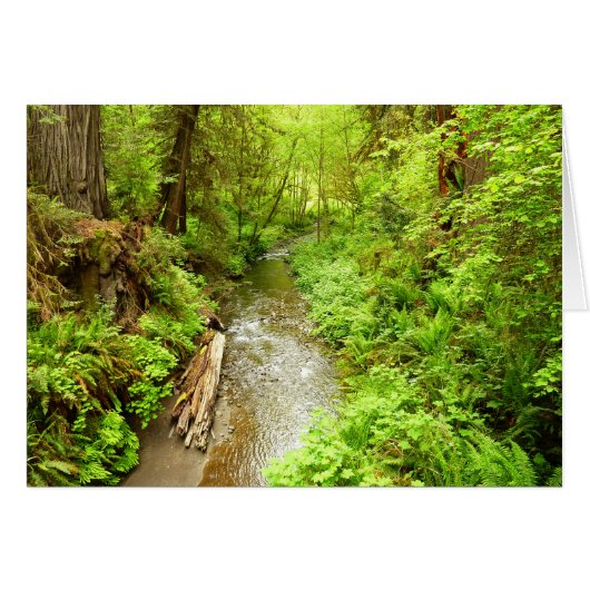 Verloren Man Creek II in Redwood National Park (Voorkant Horizontaal)
