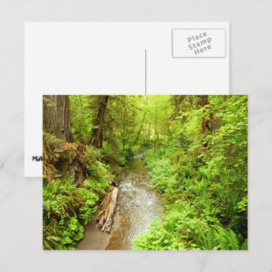 Verloren Man Creek II in Redwood National Park Briefkaart (Voorkant / Achterkant)