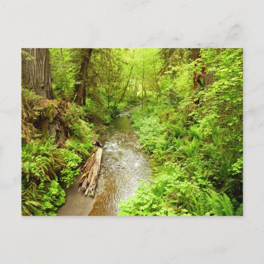 Verloren Man Creek II in Redwood National Park Briefkaart (Voorkant)