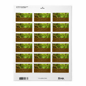 Verloren Man Creek II in Redwood National Park Etiket (Full Sheet)