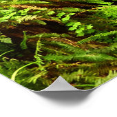 Verloren Man Creek II in Redwood National Park Poster (Hoek)