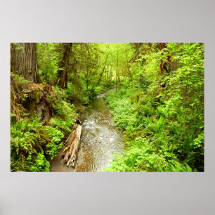 Verloren Man Creek II in Redwood National Park Poster
