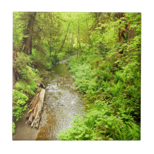 Verloren Man Creek II in Redwood National Park Tegeltje