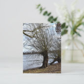 Verloren plaatsen, oude bomen op de rivieroever briefkaart (Staand voorkant)